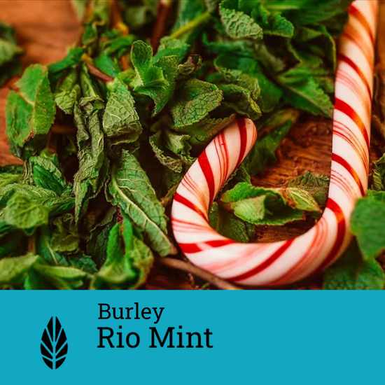 Azure Burley Rio Mint | Hookah Vault